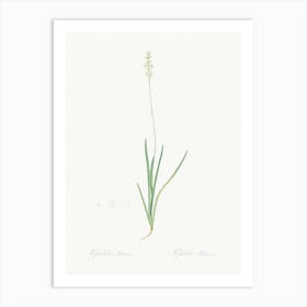 Tofield S Asphodel Illustration From Les Liliacées (1805), Pierre Joseph Redoute Art Print