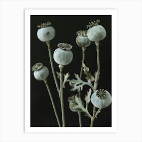 Poppy Flowers Art Print