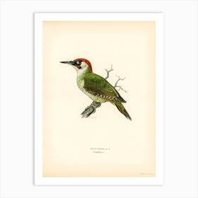 Picus Viridis, The Von Wright Brothers Art Print