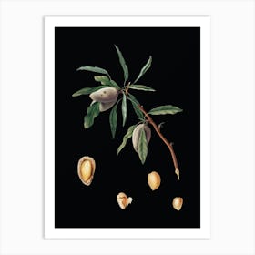 Vintage Almond Botanical Illustration on Solid Black n.0813 Art Print