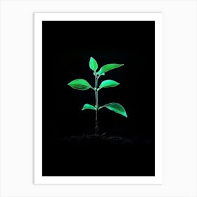 Plant Growing On A Black Background 2 Art Print