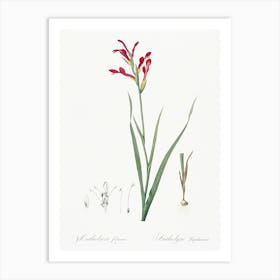 Gladiolus Cunonius, Pierre Joseph Redoute Art Print