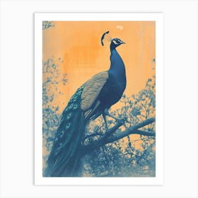 Vintage Orange & Blue Peacock In The Wild 5 Art Print