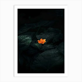 Flower In The Dark 9 Art Print