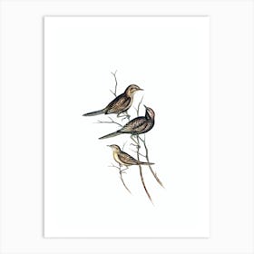 Vintage Lack Breasted Songlark Bird Illustration on Pure White n.0471 Art Print