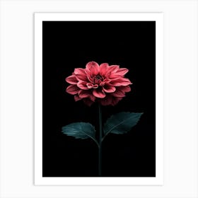 Dahlia 13 Art Print