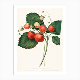 The Boston Pine Strawberry, Charles Hovey Art Print