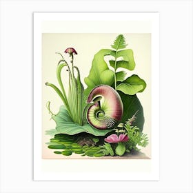 Pond Snail  Botanical Art Print