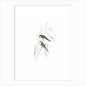 Vintage Grassbird Bird Illustration on Pure White n.0070 Art Print