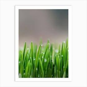Green Grass With Water Droplets Art Print