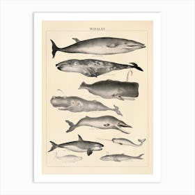 Whales Vintage Illustration Art Print