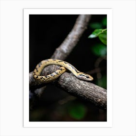 Baby Snake Captured Mid Twist Exhibiting A Playful Surprise As It Clings To A Textured Branch Foreg Art Print