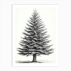 Fir Tree Pencil Sketch Ultra Detailed 9 Art Print