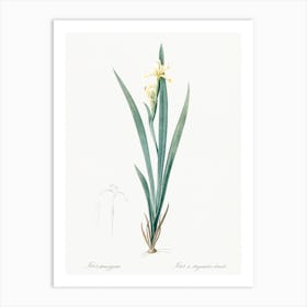Yellow Banded Iris Illustration From Les Liliacées (1805), Pierre Joseph Redoute Art Print