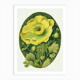 Buttercup 1 Floral Botanical Vintage Poster Flower Art Print