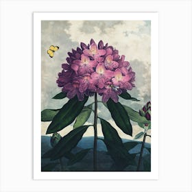 Vintage Thornton 4 Pontic Rhododendron Art Print