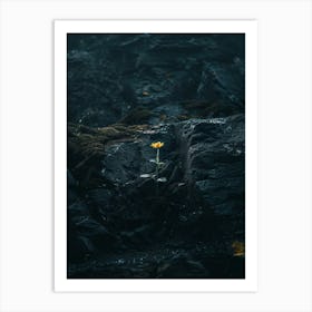 Single Flower In The Dark 92 Art Print