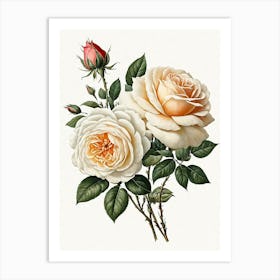 Vintage Galleria Style Rose Art Painting 27 Art Print