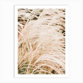 Dried Grasses Art Print