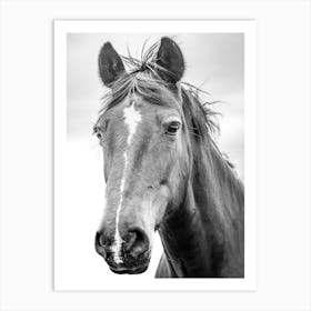 Black And White Horse Art Print