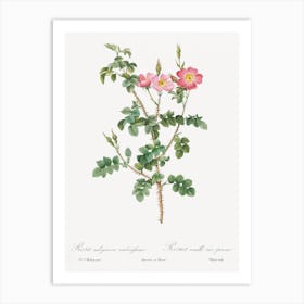 Prickly Sweet Briar Rose, Pierre Joseph Redoute Art Print