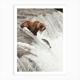 Grizzly Bear Catching Salmon Art Print