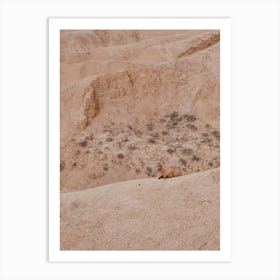 Resting Desert Sheep Art Print