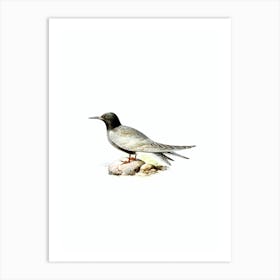 Vintage Black Tern Bird Illustration on Pure White n.0173 Art Print