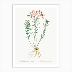 Lily Of The Incas, Pierre Joseph Redoute Art Print