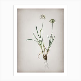 Vintage Allium Carolinianum Botanical on Parchment n.0577 Art Print