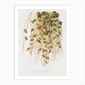 Normal Spadice Of The Palm (Phoenix Dactylifera) From Pomona Italiana (1817 1839), Giorgio Gallesio Art Print