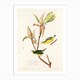Kentucky Warbler, Birds Of America, John James Audubon Art Print
