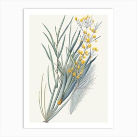 Ephedra Herb Pencil Colour 2 Art Print