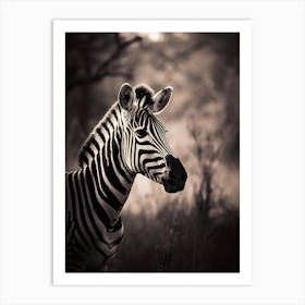 Zebra In The Wild Art Print