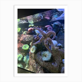 Starfish In Aquarium 1 Art Print