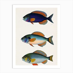 John Dory Vintage Poster Art Print