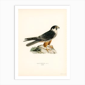 Eurasian Hobby (Falco Subbuteo), The Von Wright Brothers Art Print