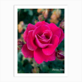 Red Rose Photography Art Print