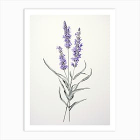 Lavender Flower Vintage Botanical 0 Art Print