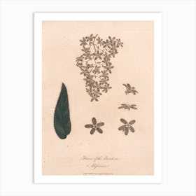 Flower Of The Banskia Abissinica (1789), James Heath Art Print