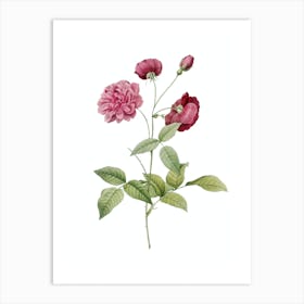 Vintage China Rose Botanical Illustration on Pure White n.0748 Art Print