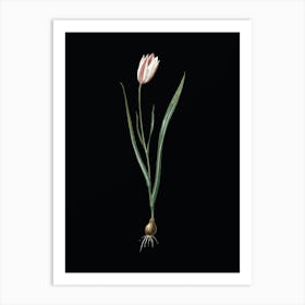 Vintage Lady Tulip Botanical Illustration on Solid Black n.0445 Art Print