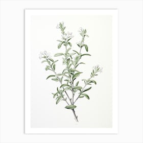 Wingter Savory Vintage Botanical Herbs 2 Art Print