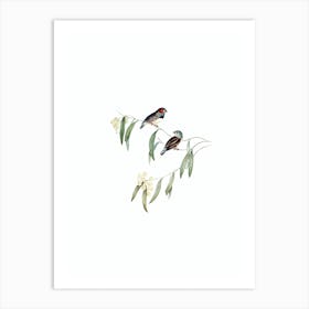 Vintage Chestnut Eared Finch Bird Illustration on Pure White n.0004 Art Print