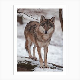 Wolf Expression Art Print