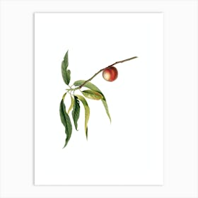 Vintage Peach Botanical Illustration on Pure White n.0281 Art Print