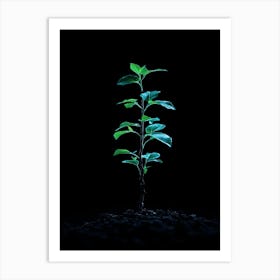 Small Green Plant On Black Background 23 Art Print