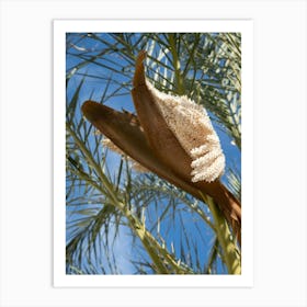 Flowering date palm under a blue sky Art Print