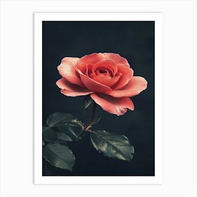 Rose On A Black Background 31 Art Print