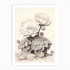 Vintage Cactus Illustration Acanthocalycium Cactus B&W Art Print